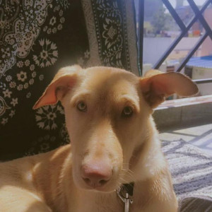 A White-Brown Mix Indie Dog Missing from Koramangala, Bengaluru
