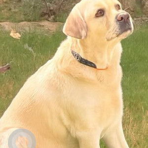 A Golden Labrador Dog Missing from Sector 44, Noida