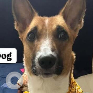 A White-Brown Mix Indie Dog Missing from Hinjawadi, Pune