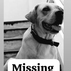 Missing: White Male Labrador Dog from Peenya 2nd Stage, Andrahalli Main Road, Kalikanagar