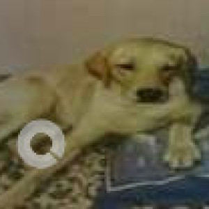 Missing: Golden Male Labrador Dog from Maheshwari Nagur, Tdasarshalli