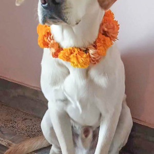 Missing: White Male Labrador Dog from Nardevi/ Chettrapati area