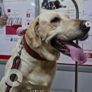 A White Labrador Dog Missing from Banashankari 2nd Stage, Bengaluru