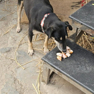 Missing: Black and Brown Female Indie Dog from Adchini near kotak mahindra bank