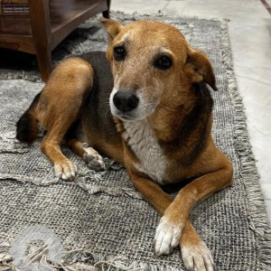 Missing: Black and Brown Male Indie Dog from Azad Nagar, Delhi