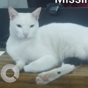Missing: Black and White Male Indie Cat from Altinho, Panjim