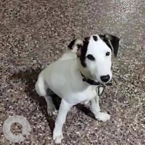 Missing: Black and White Male Indie Dog from Dramapur