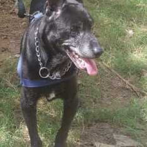Black Male Indie Dog is Missing from Kormangala & HSR layout
