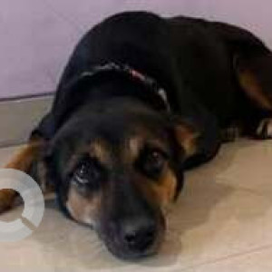 A Black and Brown Indie Dog Missing from Aadhale Khurd