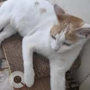 Missing: White-Brown Mix Female Indie Cat from Cambridge Layout, Bangalore