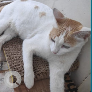 Missing: White-Brown Mix Female Indie Cat from Cambridge Layout, Bangalore