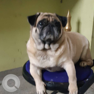 Missing: White Male Pug Dog from Sowari Street, Alandur, Chennai