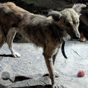 A Black and Brown Indie Dog Found from Old Pallavaram, Chennai