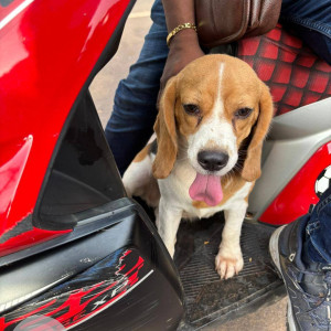 A White-Brown Mix Beagle Dog Found from Porvorim, Porvorim