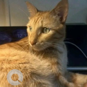 Missing: Orange Male Ginger cat Cat from Prospero Flower Shop, 12th main, Block 4 Koramangala