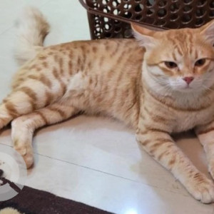 Missing: White-Brown Mix Male Ginger Cat from Hulimavu, Bannerghatta