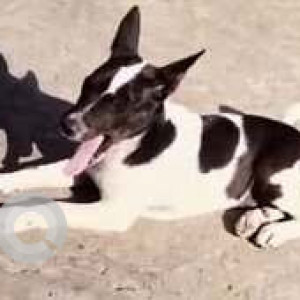 Missing: Black and White Female Indie Dog from Lalganesh, Milan Nagar