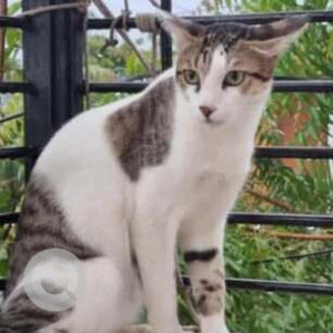 Missing: White and Grey Male Indie Cat from Pimpalgaon Baswant Toll Plaza (near Nashik, on AH47)