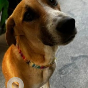 Missing: White-Brown Mix Male Indie Dog from Royal Meridien  Layout, near Udupi Swad