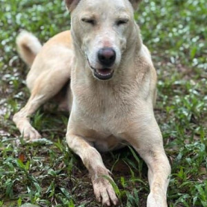 Missing: White Male Indie Dog from General Iyappa Park, Jalahalli