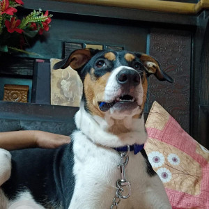 Missing: Black and White Male Indie other from Uttam Nagar, New Delhi