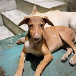 Missing: Brown Male Indie Dog from Mangolpuri G Block Delhi