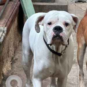A White Boxer Dog Found from Mahalakshmi Layout, Bengaluru