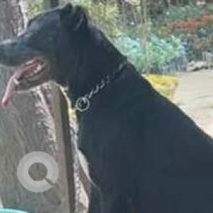 Missing: Black Male Pitbull Dog from Malviya Nagar Market, New Delhi