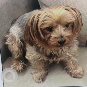 Missing: Brown Male Shih Tzu Dog from C-108, Sector-44, Noida