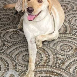 Brown Not Available Labrador Dog is Found from Kagithapuram area, Kovilambakkam