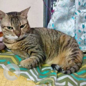 Missing: White and Grey Male Indie Cat from Sagardeep Society Opp.kelkar College,90 Feet Road, Mulund (East)
