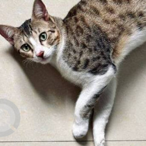A White-Brown Mix Indie Cat Missing from Pune