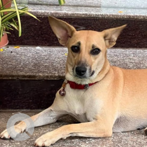 Missing: Brown Female Indie Dog from Tukaramgate - Shenoy  stretch