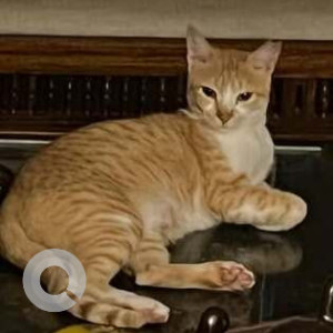 Missing: Orange Male Ginger cat Cat from Undri area