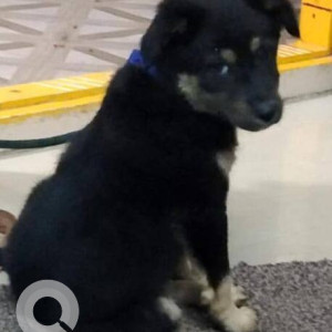 Missing: Black Male Labrador mix Dog from Jayanagar 7th Block, 1st A Main near Pet Choice Pet Shop