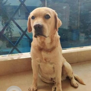 A Golden Labrador Dog Missing from Ward 22 Chaitanyapuri, Hyderabad