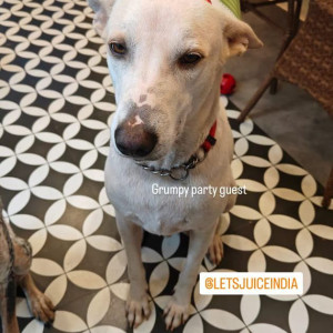 Missing: White Male Indie Dog from Anjuna (opposite OXFORD Arcade)