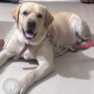 Missing: Golden Male Labrador Dog from Jhansi - Lalitpur Highway, Jhansi