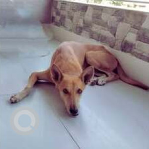 A Brown Indie Dog Missing from Halisahar, Jetia