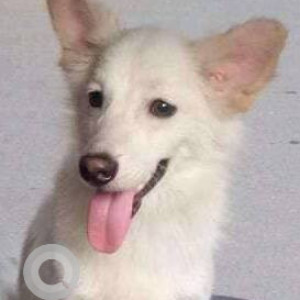 Missing: White Male Pomeranian Dog from Ulhasnagar