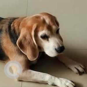 A White-Brown Mix Beagle Dog Missing from Kalkere, Bengaluru
