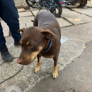 Found: Brown Female Indie Dog from Reis Magos