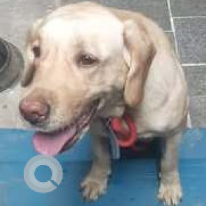 Found: White Male Labrador Dog from Rajajinagar/Manjunathnagar