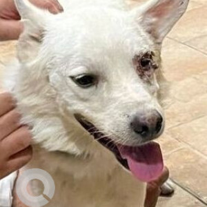 Found: White Male Spitz Dog from Satbari Village,  Chattarpur Road, New Delhi