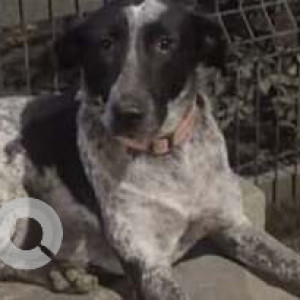 Missing: Black and White Male Indie Dog from Lodha Amara Kolshet Road, Thane