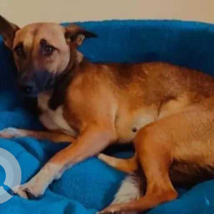 Missing: Brown Female Indie Dog from Vasanthnagar near Balabrooie guest house