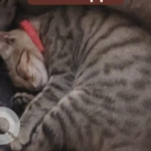 Missing: Black and Brown Female Indie Cat from Atlanta, Gurudwara Rd, Malad, Evershine Nagar, Malad West