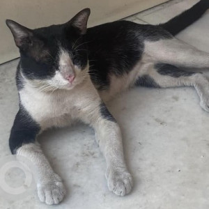 Missing: Black and White Male Indie Cat from Walkeshwar, South Mumbai