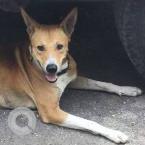 Found: Brown Not Available Indie Dog from Babhai, Lokmanya Tilak road, Borivali West