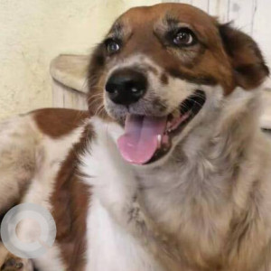 Found: White-Brown Mix Female Aspin Dog from Nandanvan CHS, Sector 17, Nerul